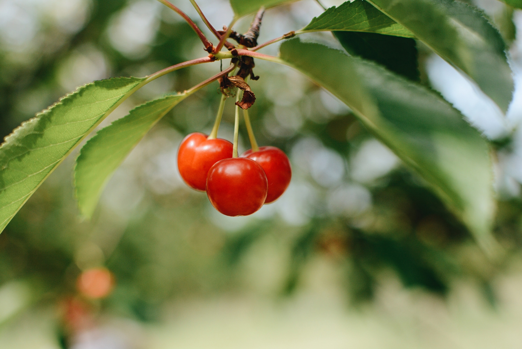 Research Highlights Powers Of Recovery With Montmorency Cherries